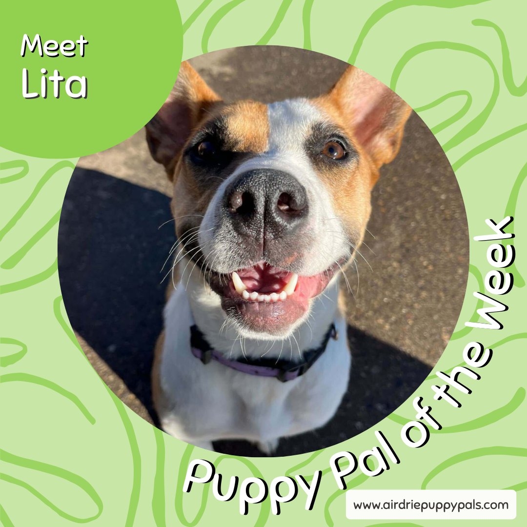 Meet Lita! "Lita is an ARF rescue Pup who had one little of puppies. She loves to work her brain through training and loves to run and play with her friends to get all her zoomies out. Her life's goal is to successfully remove the squeaker from every toy she plays with!" - Jason