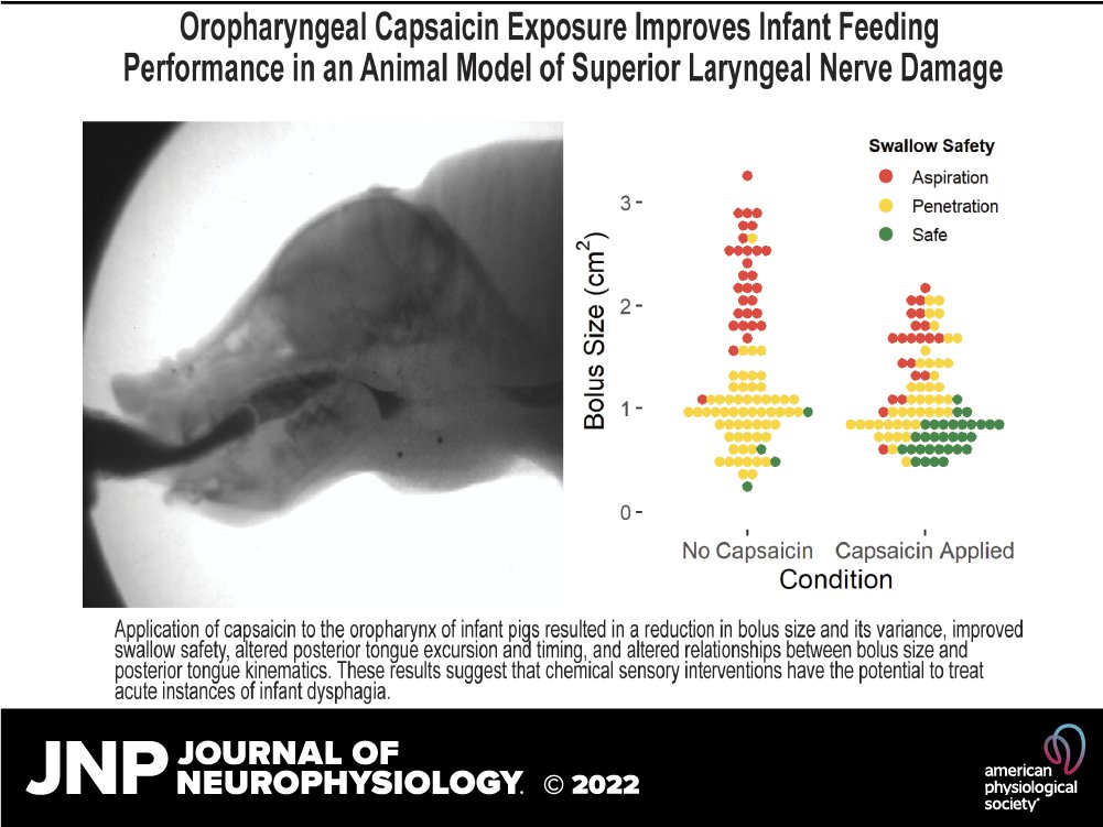 🔓The authors of this research explored the neurophysiological mechanism by which #capsaicin improves swallow performance using an infant pig model with a unilateral iSLN lesion🎇Free to read this week! ➡ow.ly/Pnrs50MlET5 #pediatrics #kinematics @chloeedmonds7 @c_mayerl