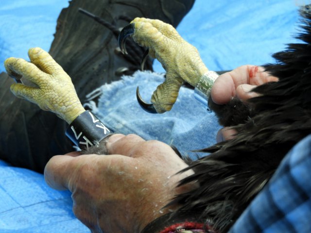 This photo shows you the bands that are placed on bald eagle chicks. The silver band is the federal identification band. The black band is the Connecticut band. 
#baldeagles #eagles #birdsofprey #conservation #thelastgreenvalley #tlgv #nationalheritageareas #nps