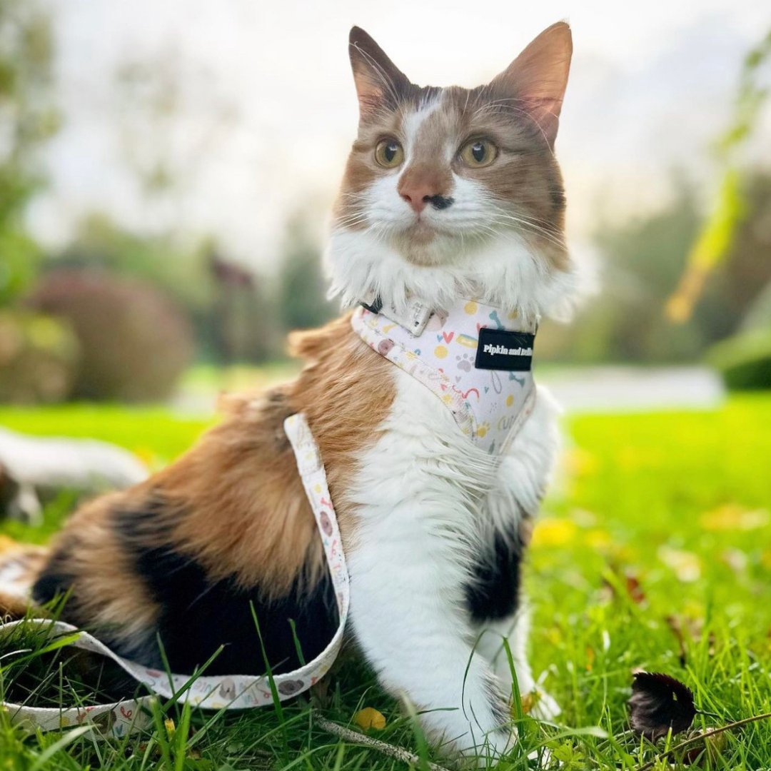 🐈We had some sunshine today, it was cold but the sun was still out so adventures are to be had 🌞

Fidget is wearing 'Cute Fur Baby' harness with matching lead. 

Smell Wonderful ~ Look Sensational ~ Feel Fabulous

#CatsOfTwitter #SmallBusinessUK #SmallBizUK