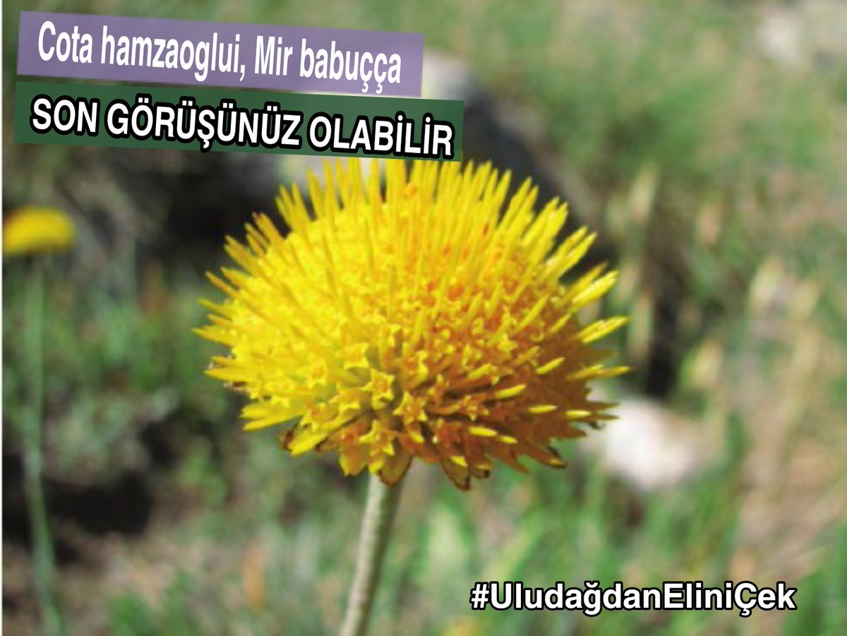 Sadece Uludağ Milli Parkında yaşayan 32 tür bitkinin hala var olmasını sağlayan milli parklar kanunudur. 
Utanç yasasını geri çek!
Yarın Hayır oyu ver!
<a href="/turanbulent/">Bülent TURAN</a> <a href="/Hakan_cavusoglu/">Hakan Çavuşoğlu</a>
#UludağdanEliniÇek