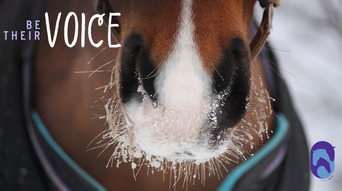 We owe it to the horses in our care to look at their whole presentation, not just their legs. Be their voice.💜 declue-equine.com #horsecare #equinehealth #equestrian