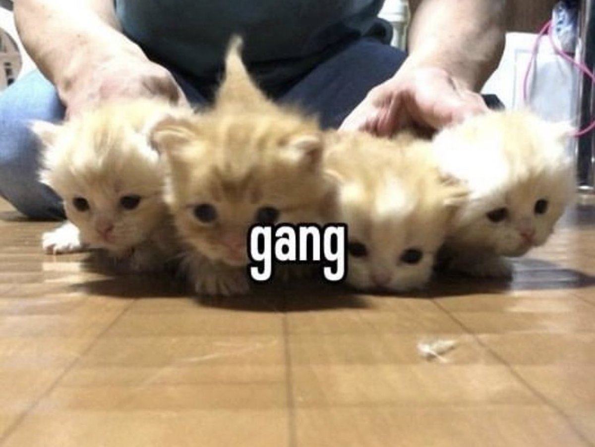 Posts Of Cats (@postsofcats) on Twitter photo 