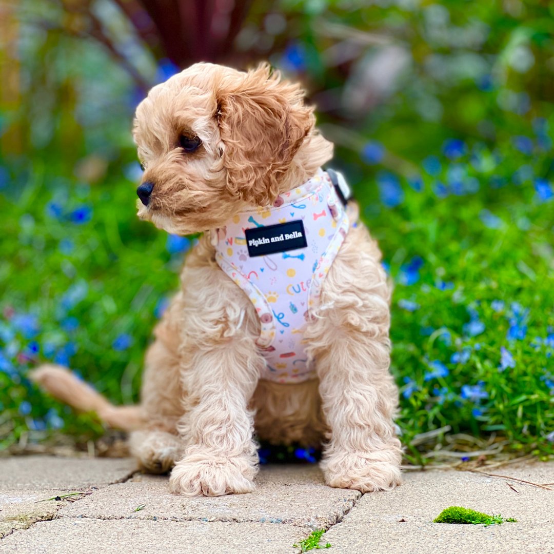 🐕Look back to warmer days🌞

#Cavapoo Lexi is wearing 'Cute Fur Baby' harness.

Smell Wonderful ~ Look Sensational ~ Feel Fabulous

#DogsOfTwitter #SmallBusinessUK #SmallBizUK