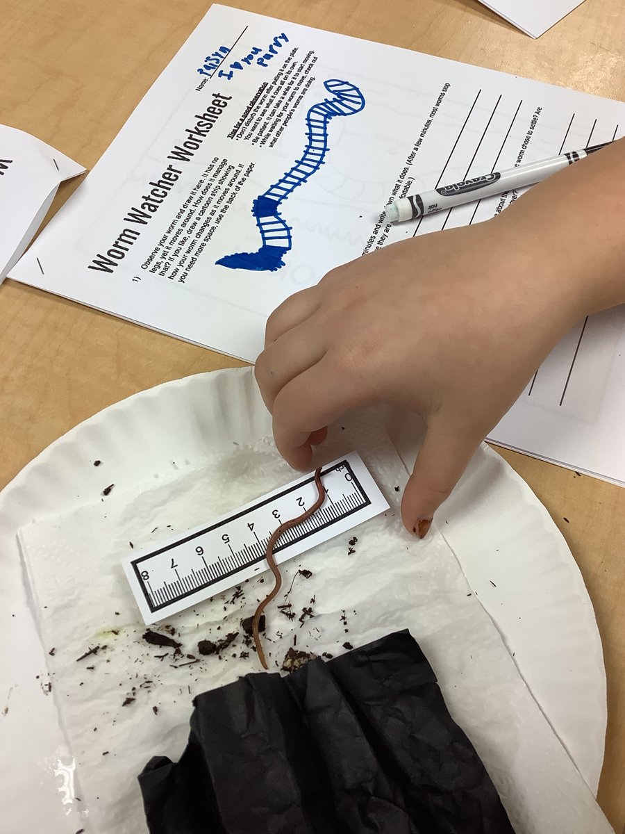 Gamerd0g's tweet photo. Second Grade students shared their #STEM room with a very wiggly friend! Earth scientists studied anatomy, made a habitat for, and documented observations of a worm. What does a worm do when placed in a new environment? #science #math #STEMEducation #compostIng #earthscience https://t.co/ZqIFdgeBRE