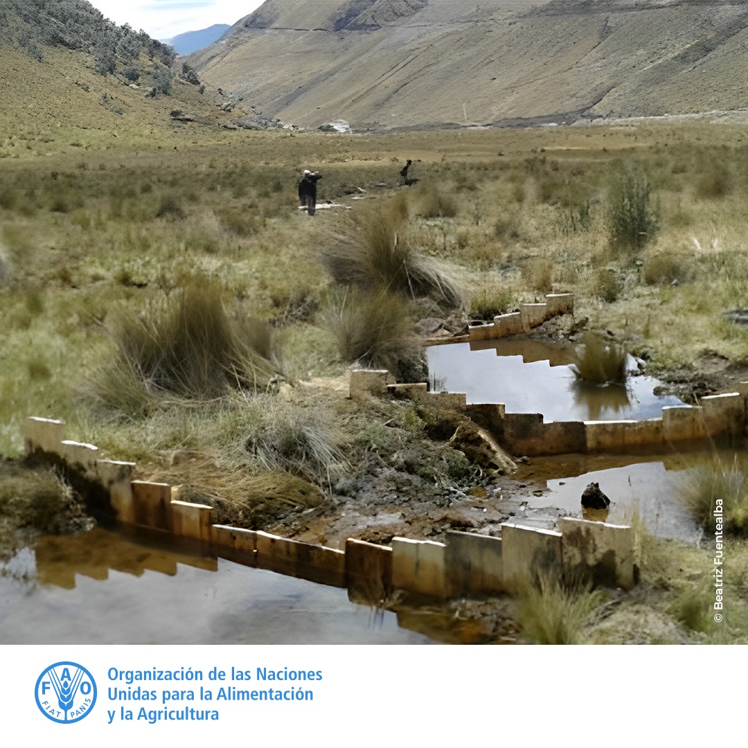 FAOPERU's tweet photo. Compartimos esta ficha de buenas prácticas con unas de las primeras experiencias documentadas de #restauración de una #turbera drenada en los Andes peruanos: https://t.co/qQuQgQoBcH 

Desarrollada por @TheMountainInst @SilvaCarbon_ @InaigemPeru #SWAMP y publicada por la #FAO https://t.co/qf1rEB91WC