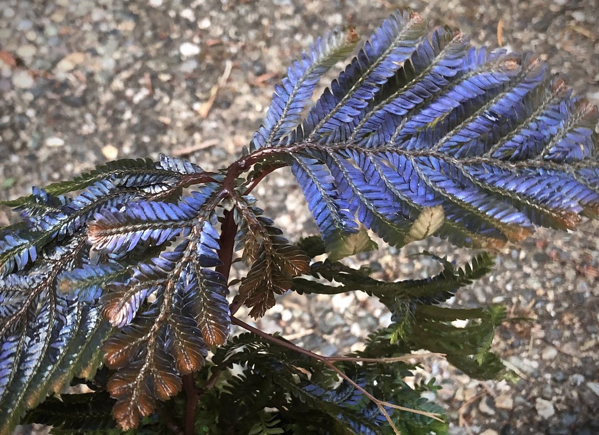 その他観葉植物 Selaginella sp. 'Purple' from Sarawak Metallic purple iridescence in the pseudopinnate (feather-like