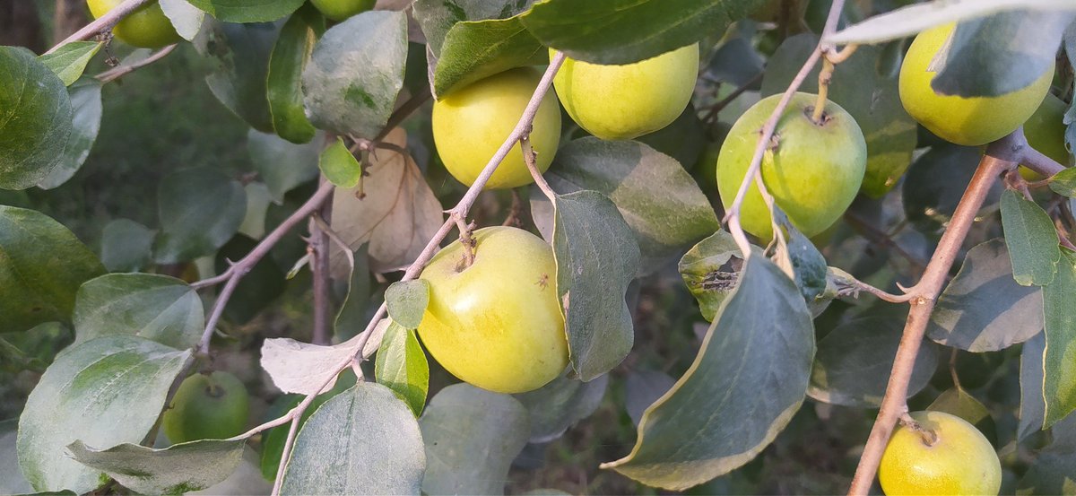 Talpur Traders tweet media