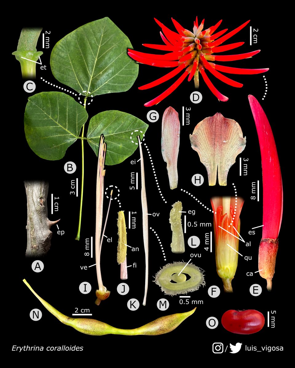 luis_vigosa's tweet photo. Erythrina coralloides (Leguminosae)
#botany #flowers #taxonomy #plants https://t.co/2KOKBUXDJn