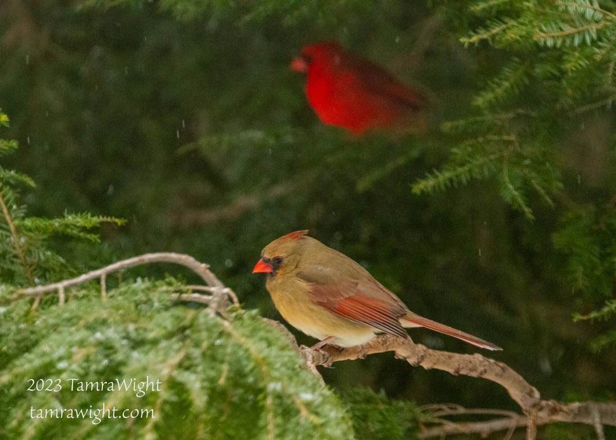 TamraWight's tweet photo. It's an icy day again. In between writing spurts, I've had one eye on the feeders . . . but I wasn't the only one.
#mainebirding #wildlifephotography #naturegeek #backyardbirding https://t.co/adtV04GhaK