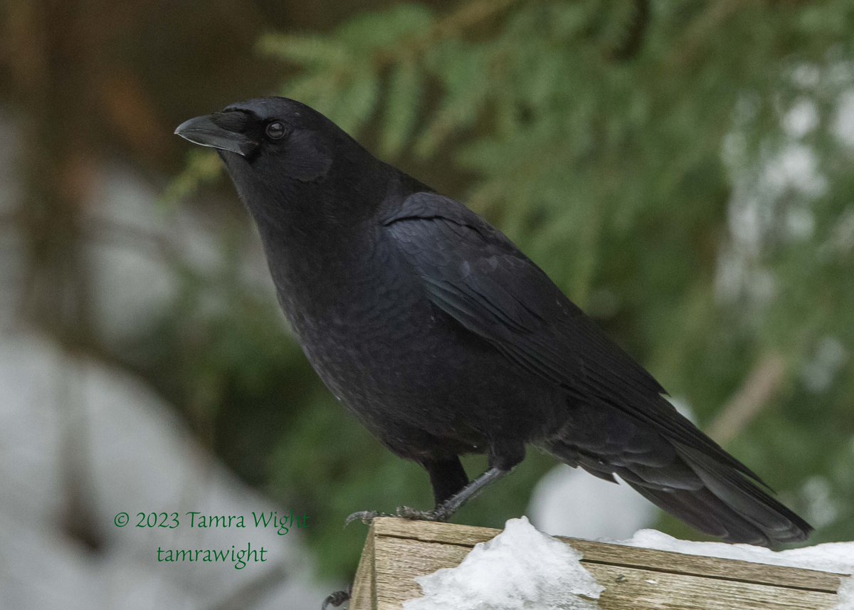 TamraWight's tweet photo. It's an icy day again. In between writing spurts, I've had one eye on the feeders . . . but I wasn't the only one.
#mainebirding #wildlifephotography #naturegeek #backyardbirding https://t.co/adtV04GhaK