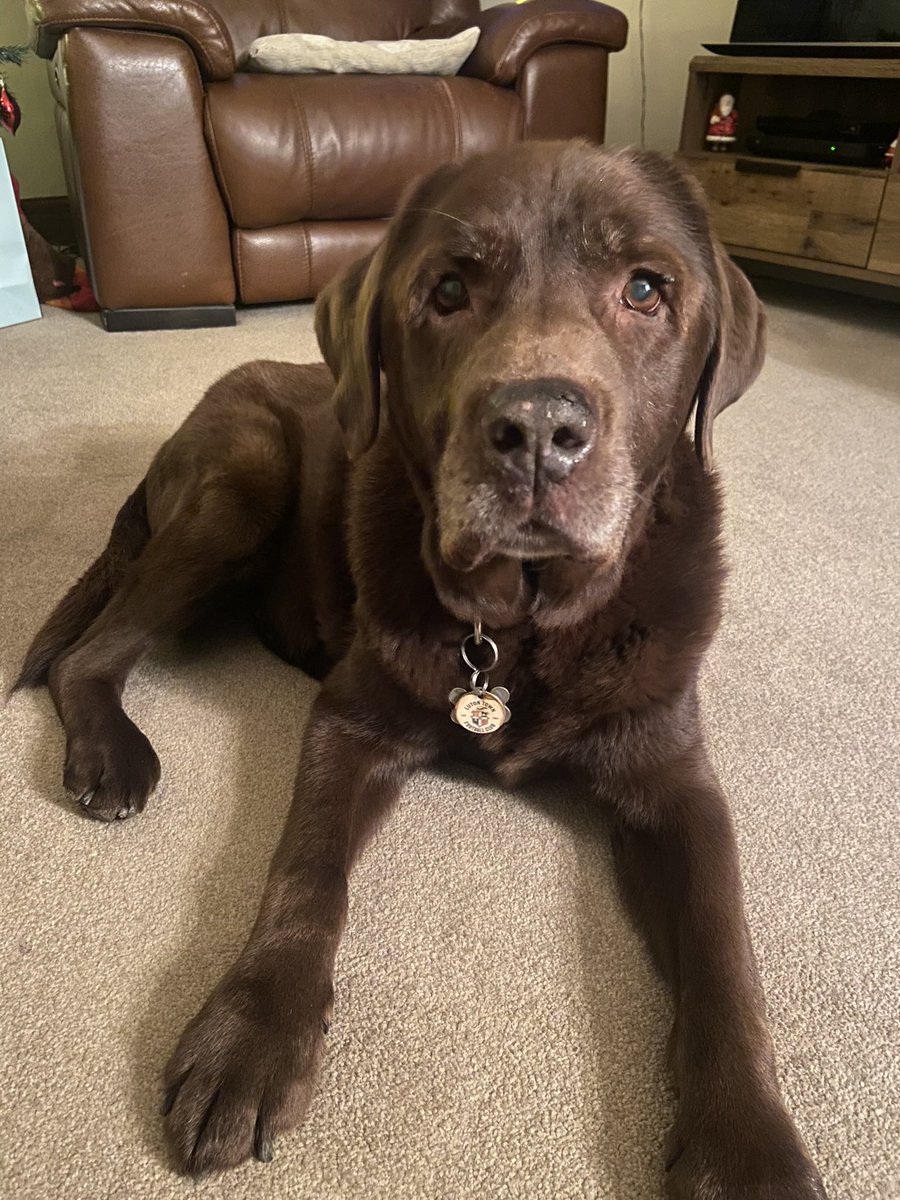 MissWPrimary's tweet photo. Today I found out that on top of heart disease my beautiful boy has cancer and a life expectancy of 4-6 weeks. I am broken 💔 https://t.co/XwS7alTVJF