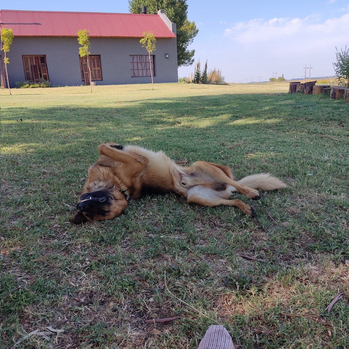 vientonortesa's tweet photo. Ahora sí se viene el agua...el #DogWeather funciona de respaldo para el #SSS del pastor @IngSierraEdu. https://t.co/xBidOdulxf