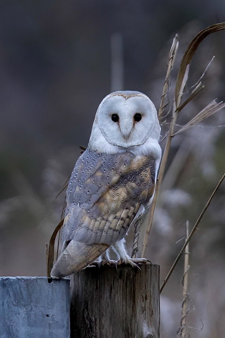 hertskingfisher's tweet photo. On my way to work this morning… a barn owl was out after the rain stopped. https://t.co/gTqm9JNEsp