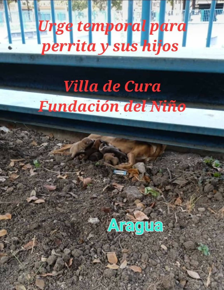 PerroUsuario Wof '•' tweet media