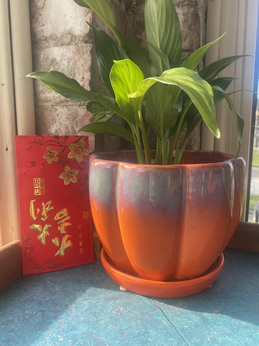 HeavinSarah's tweet image. #monkeyshines2023 #currancoffee #oldtown