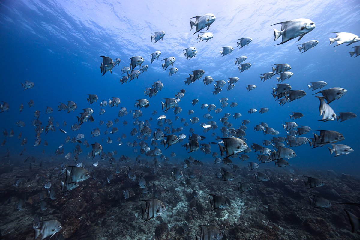 Discover the hidden gems of #PalmBeach by diving into its crystal clear waters! Join us on an adventure filled with marine life sightings, vibrant coral reefs and tropical weather. Book now and make memories that will last a lifetime! #palmbeachdiving #divingparadise #oceandiving