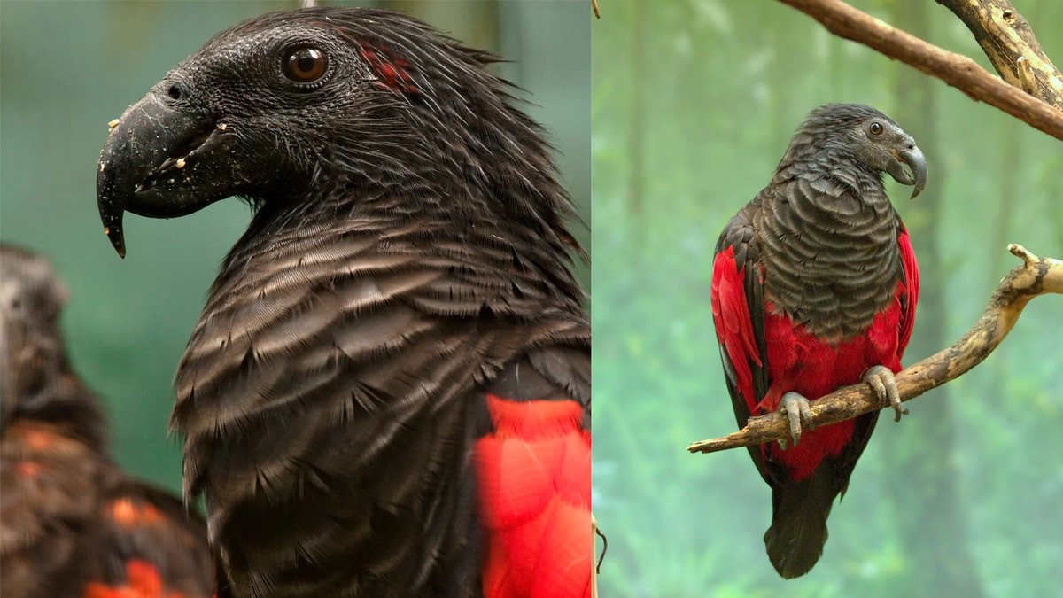 parrot_african's tweet photo. What is this parrot?😈😈
https://t.co/9LZMznFdpL https://t.co/cojpHLV20i