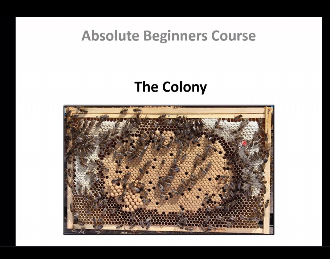 Absolute Beginner's Course in Beekeeping 🐝🐝🐝🐝🐝🐝
So great to get started
#alwayslearning

<a href="/stambrosehigh/">St Ambrose High</a>