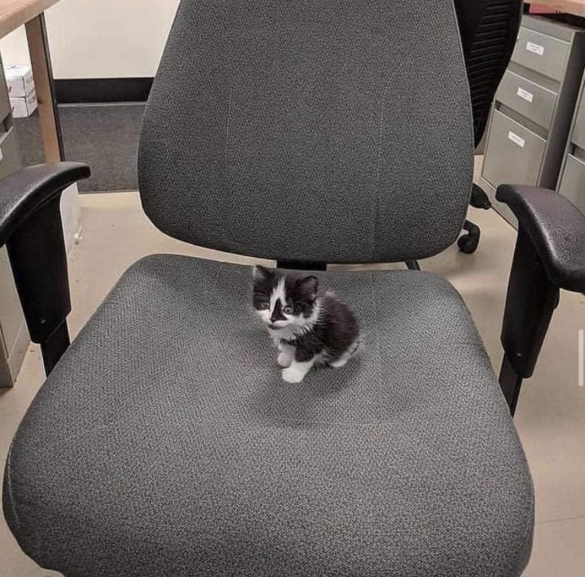 michaelscat2's tweet photo. This little guy was near our office, we took him in and today we are going to find him a warm home https://t.co/fR3bjWBTZt