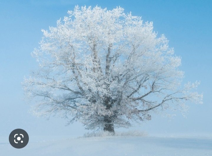 The trees dress formally for winter in #Canada 🇨🇦 ❤️🤍🍁#WinterWonderland #CanadianWinter #winter