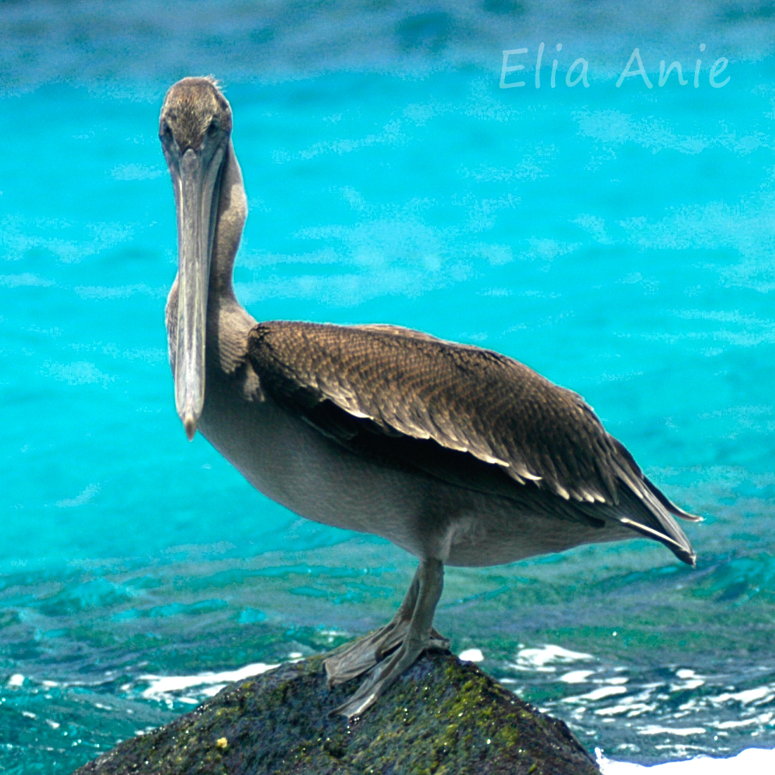 A pelican watches as goofy tourists snorkel and flop  about in the water nearby. #Galapagos
#GalapagosIslands #Ecuador #Pelican #WildlifePhotography #NaturePhotography #BirdPhotography