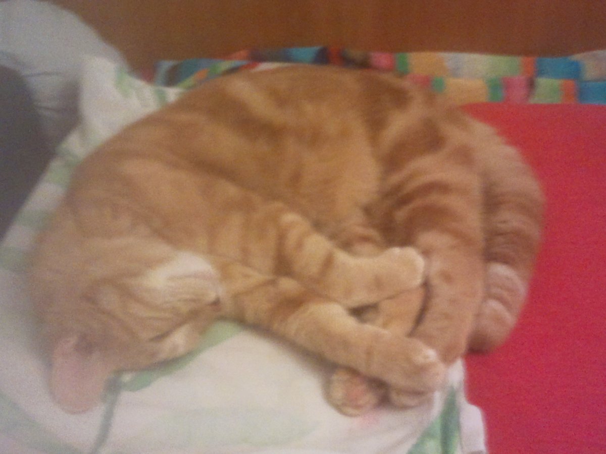two_red_cats's tweet photo. ..... körperliche zudringlichkeit macht müde..... https://t.co/rimG2KiVAs