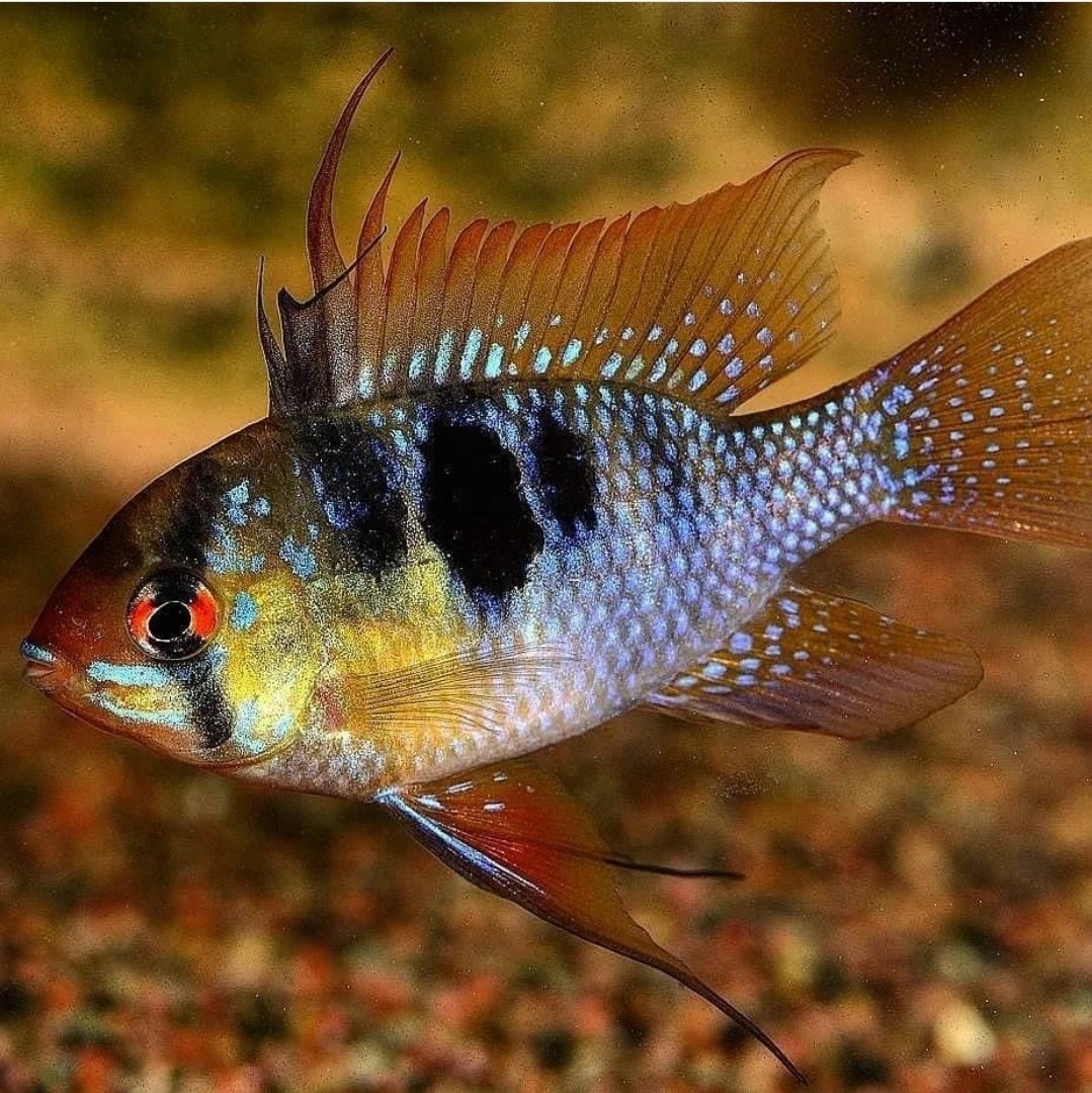 AW_SanDiego's tweet photo. Angel Ram 🐠

Size: 2.5"
Tank: min 30 gallons 
Diet: omnivore 
Temperament: Peaceful 
Care Level: Moderate .

#angelram #mikrogeophagusramirezi #aquaticwarehouse #sandiego #sandiegoaquariumservices https://t.co/Jxd4czgnVq