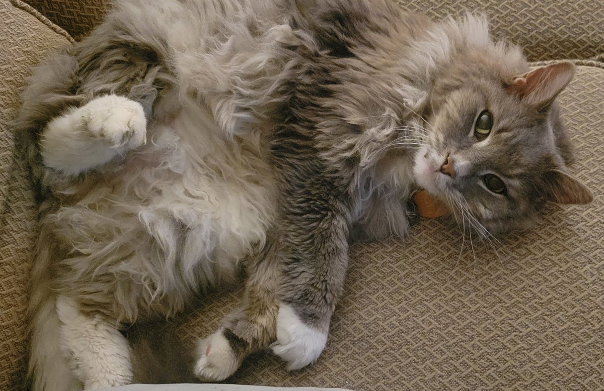 I want tummy runs please.
#CatsofTwittter