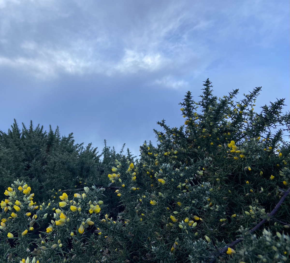 overslizzie's tweet photo. The gorse is loving the rain. New shoots and flowers all over the Downs.

‘when gorse is not in bloom, kissing’s not in fashion’

#smallbeautieshour https://t.co/LTlVvKA3wk