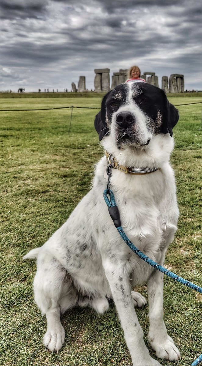 Daniel Pett tweet media