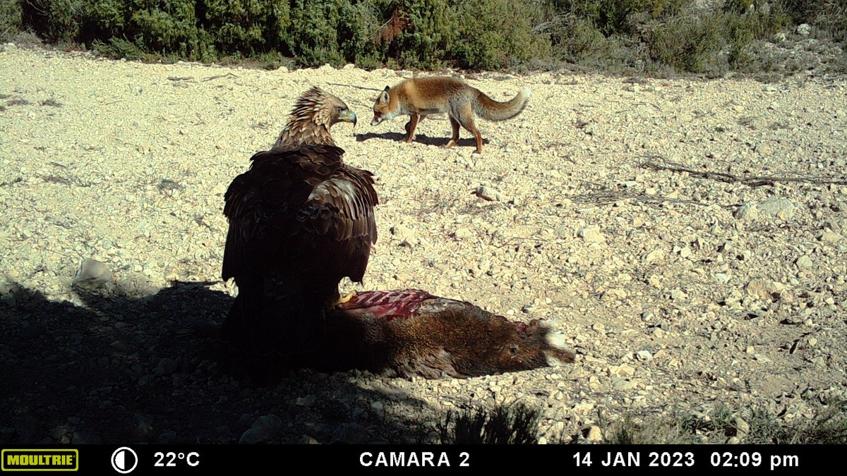 lopez_pascual's tweet photo. ✅Ya tenemos candidato para la próxima convocatoria de FPU.
🚨Si estás buscando centro donde realizar tu primera postdoc y te interesa la ecología aplicada a la conservación de especies amenazadas os recordamos que la convocatoria #JdlC sigue abierta.
Escríbenos📩 @movecolab_UV https://t.co/9gBXcWz8Zc