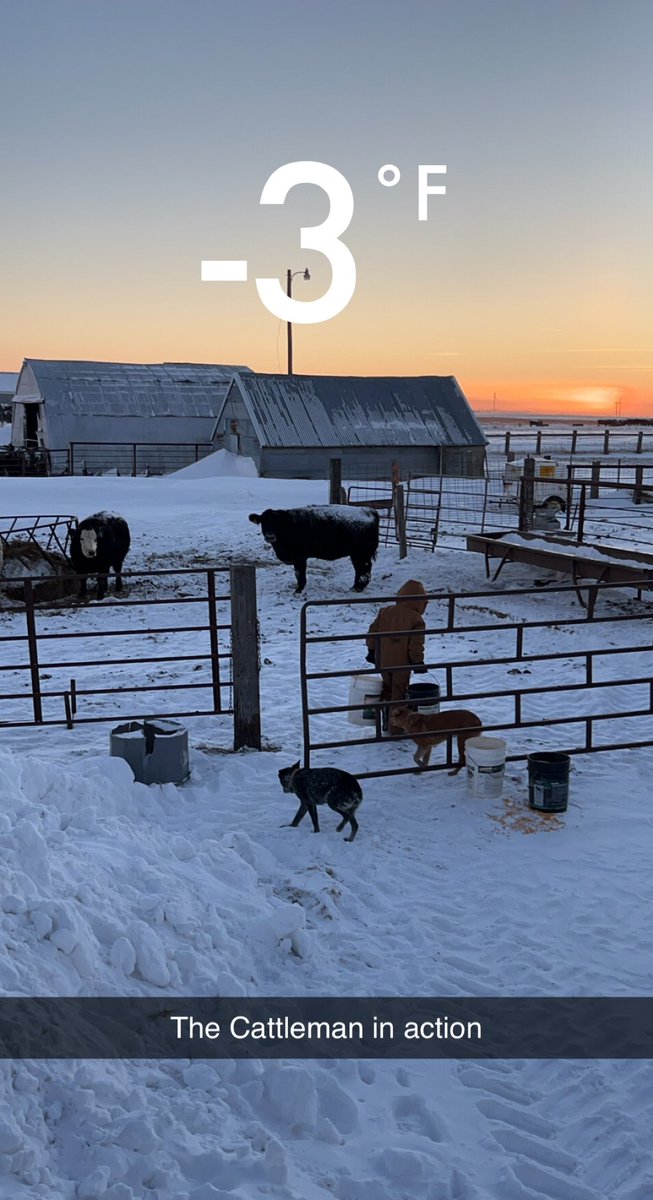 HorstmanWade's tweet photo. Our son has beef for sale. 1/4s, half’s or whole. Have 3 left at 281 Meats in Stickney, SD available for pickup next week. Hand fed corn and free choice alfalfa. Contact me for availability and price 6o57704494. Retweets appreciated. https://t.co/VL8S2Ncza5