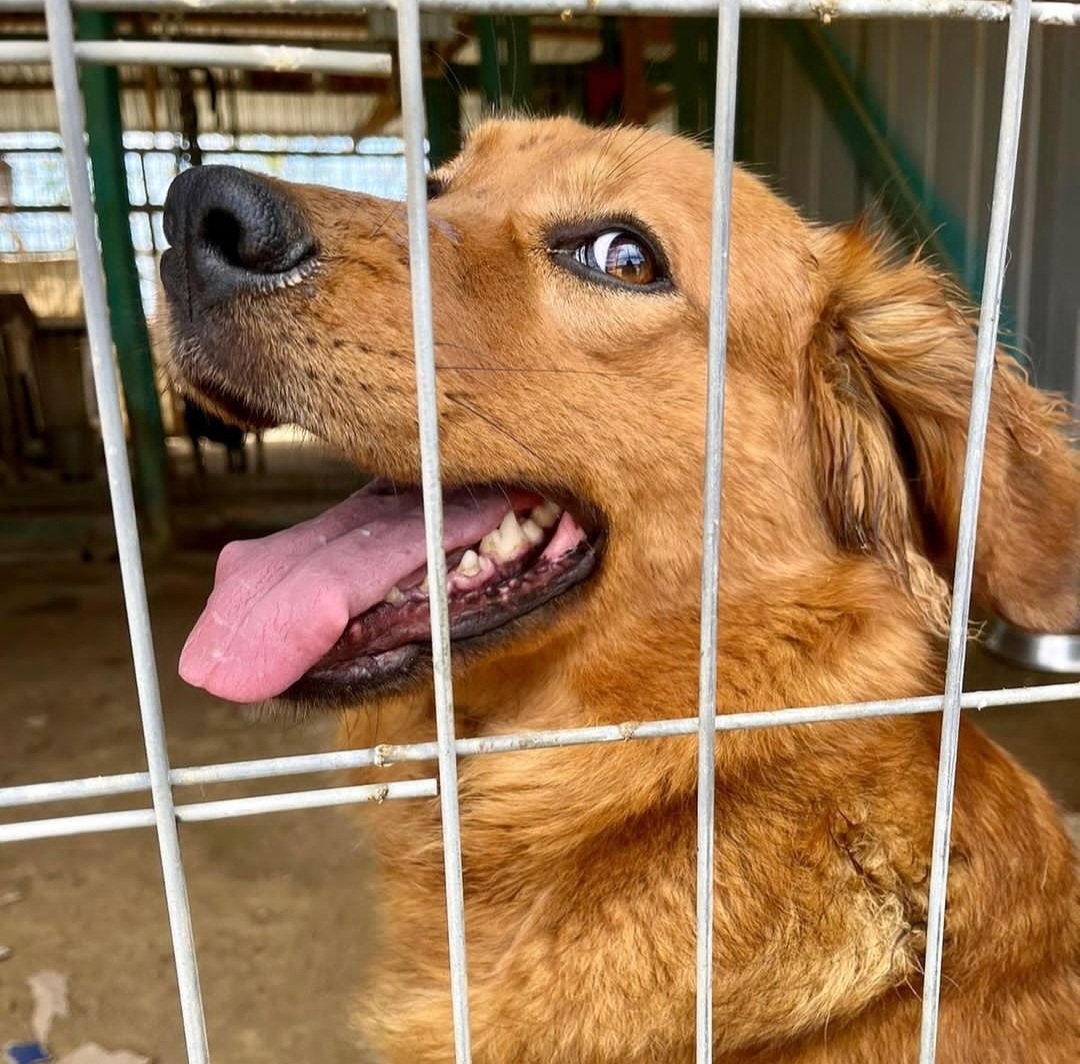 Caramelo en adopción, 2 años, tamaño mediana/grande, regalona, cariñosa y muy sociable. Ayúdame a encontrar una familia que la ame para siempre💖 +56969080920 Viña y alrededores  <a href="/AnimalParaiso/">AnimalParaíso</a> <a href="/SOS_Animales/">SOS Animales</a> <a href="/fund_quiltro/">Fundación Quiltro</a> <a href="/PerrosPlazaHuem/">Perras Tuiteras🐾 Barrio Franklin 🇨🇱🐶🐱</a> <a href="/carolinapinoc/">Caro 🌲 C.</a> <a href="/BlanquitaMontt/">Blanquita Montt</a>