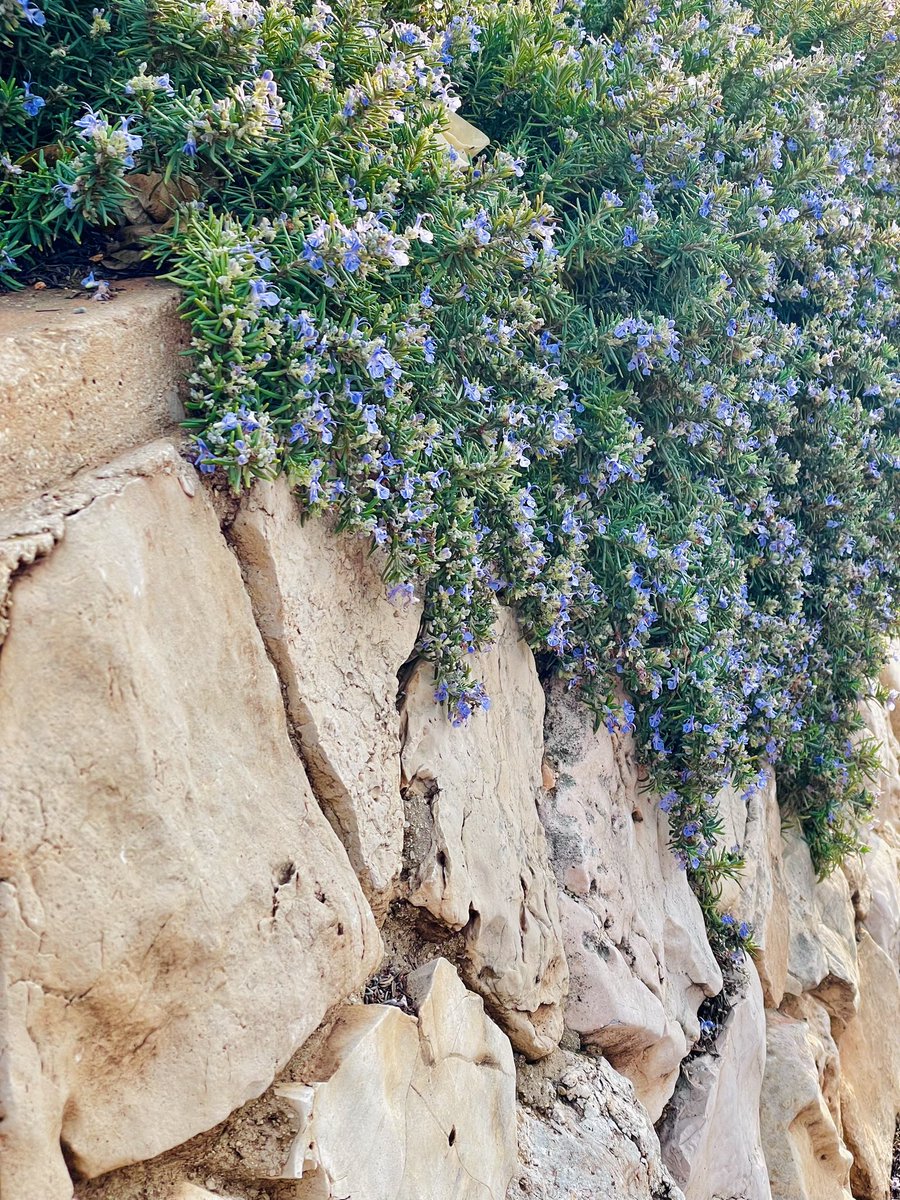 Life is tough so I’m looking for the beauty…