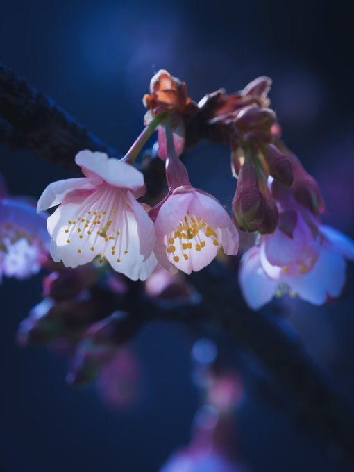 花言葉 の評価や評判 感想など みんなの反応を1時間ごとにまとめて紹介 ついラン 花言葉 の評価や評判 感想など みんなの反応を1時間ごとにまとめて紹介 ついラン