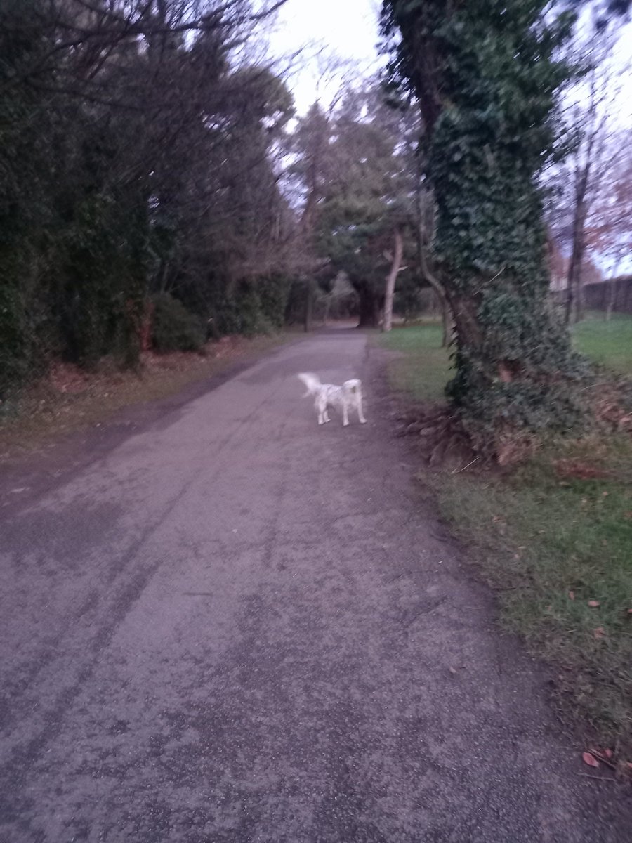Baltic at Marley Park. Didn't want to take my gloves off to take anymore photos !!  @100daysofwalking <a href="/NewstalkFM/">NewstalkFM</a> <a href="/NTBreakfast/">Newstalk Breakfast</a>