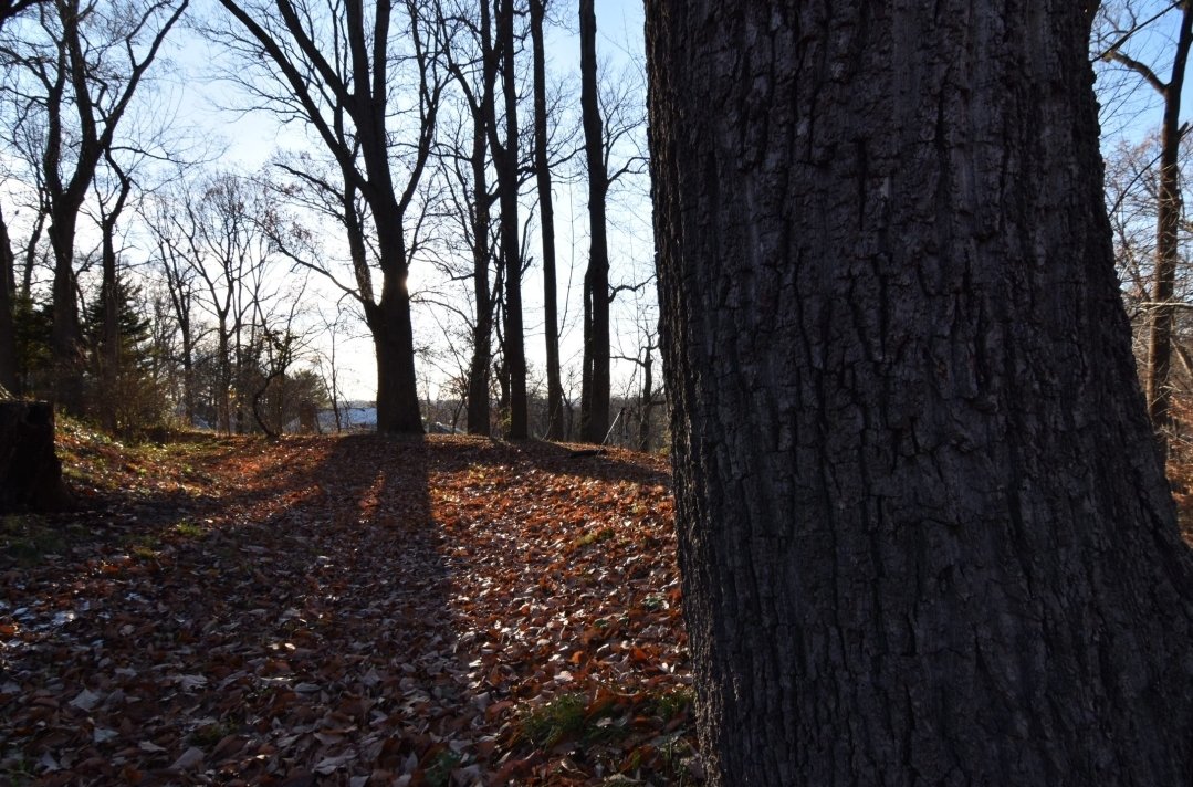 “And so even though we face the difficulties of today and tomorrow, I still have a dream. It is a dream deeply rooted in the American dream." -Martin Luther King Jr. 

#mlkday #SavingNearbyNature