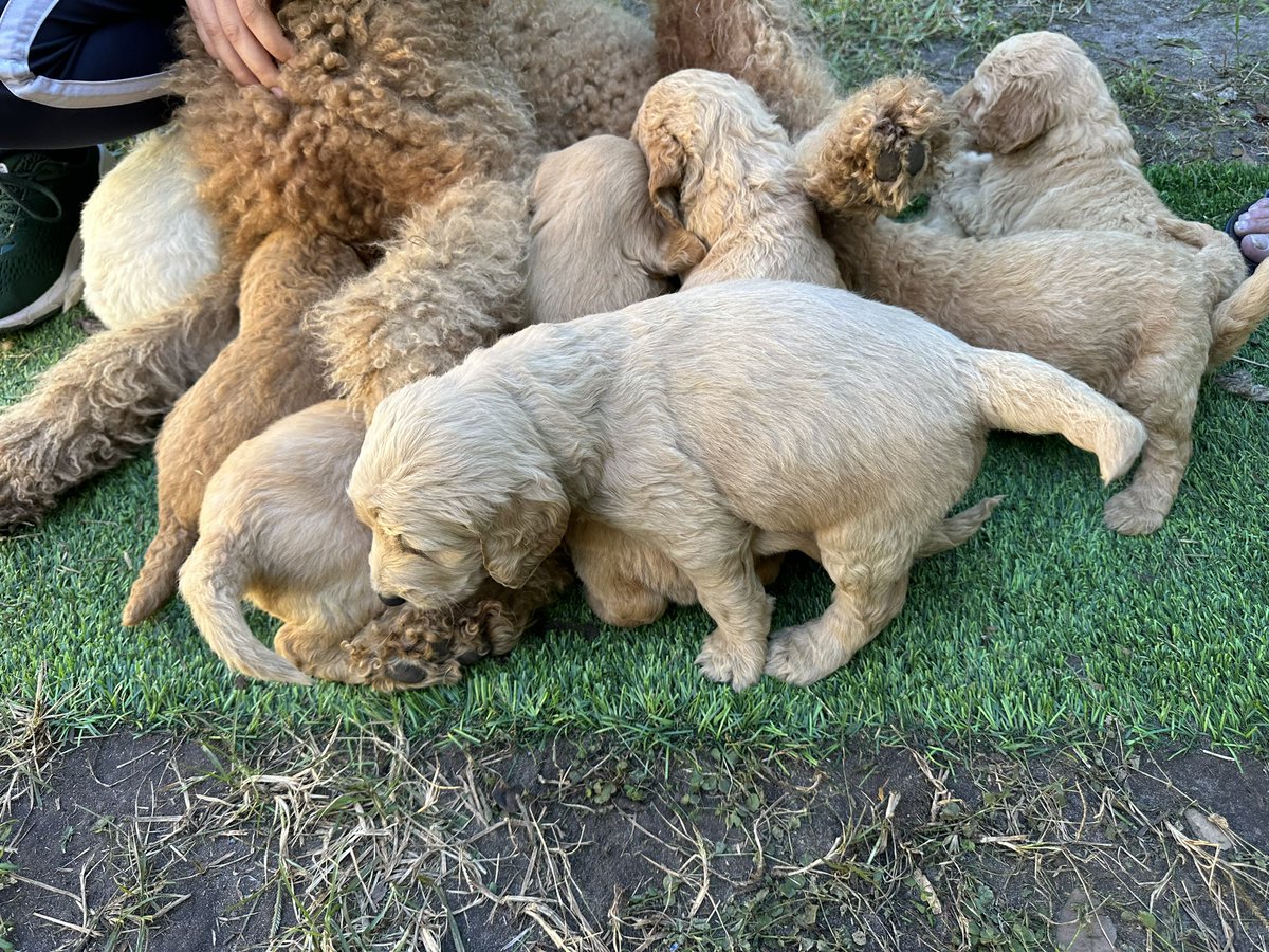 Hello friends. My next door neighbor is selling 10 GoldenDoodle puppies. They are 5 weeks old and already ready to be adopted to a good home. He is selling them at $1,500 each. Please send me a private message if you are interested. #goldendoodle #puppiesforsale