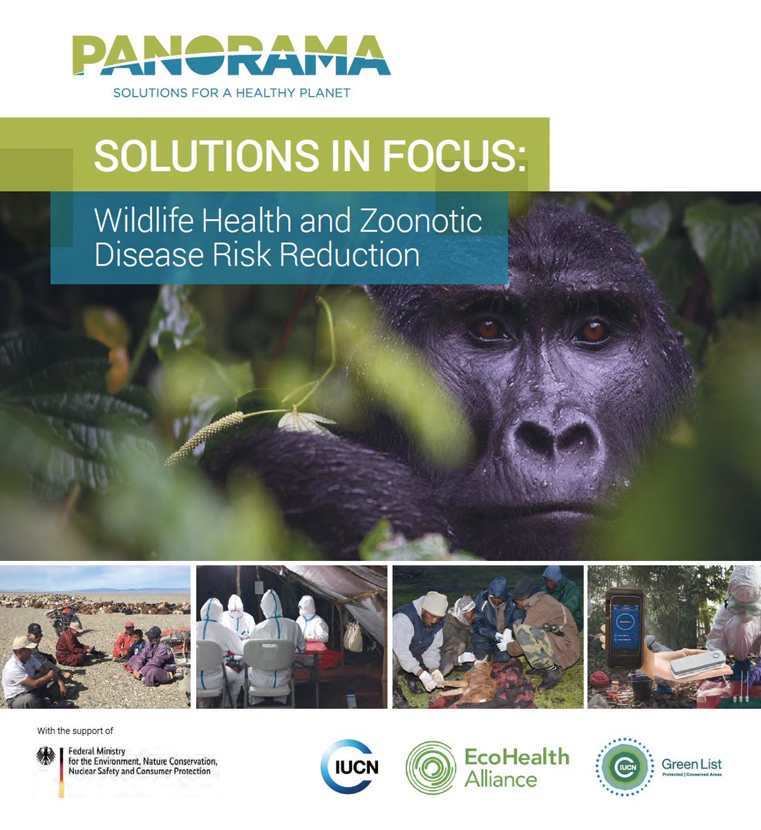 Great job Lucy Keatts and colleagues @WcsHealth for providing multiple solutions to this IUCN publication: PANORAMA Solutions in Focus: Wildlife Health and Zoonotic Disease Risk Reduction panorama.solutions/sites/default/… #OneHealth @TheWCS #wildlifehealth #conservation #pandemicprevention