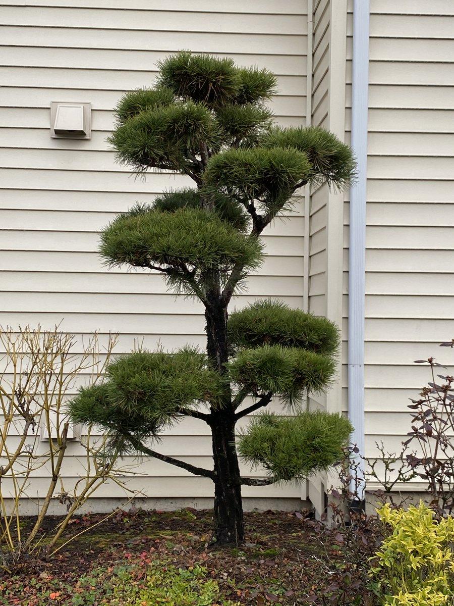AlanEDown's tweet image. Mature #gardens can be transformed by lifting the canopy of plants or cloud pruning. 
In this #gardenblog I explain how ~
down-to-earth.co.uk/pruning/cloud-…

#cloudpruning #niwaki #horticulture @GdnMediaGuild