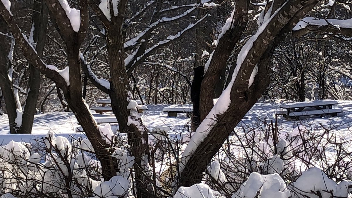 Made it to Ottawa to start my new job with @heathmacmillan and @Sue_Bertram and I saw my first melanistic grey squirrel