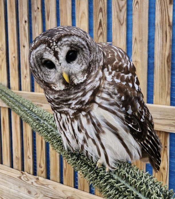 WBSSTL's tweet photo. After nearly 2 months in care, a surgical repair including a pinned leg, patient #631 is out in our large flight conditioning for release! It’s been a difficult journey but so far 631 is flying beautifully and using the formerly fractured leg well. https://t.co/bsJpiiln5m