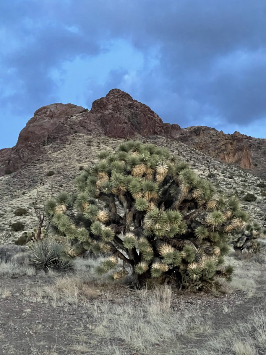 @SouthernerSays Update: did make it to Castle Mountains. Barely, dodging storms in the process. #roadtripchat