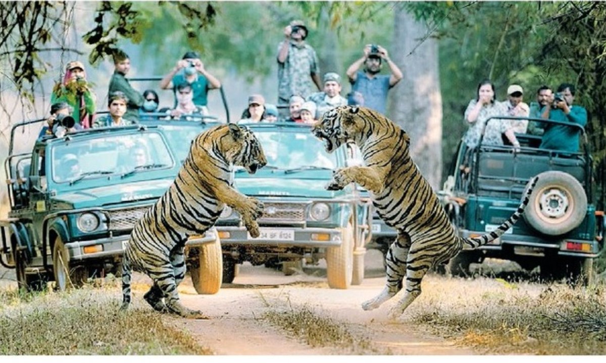 rishidarda's tweet photo. You want to head to a wildlife reserve seeing this pic. This beautiful and rare photo was clicked by one of the @LokmatTimes_ngp reader, Narayan Malu at #Tadoba Andhari Tiger Reserve. @lokmat #Nagpur https://t.co/qawDNouSzf