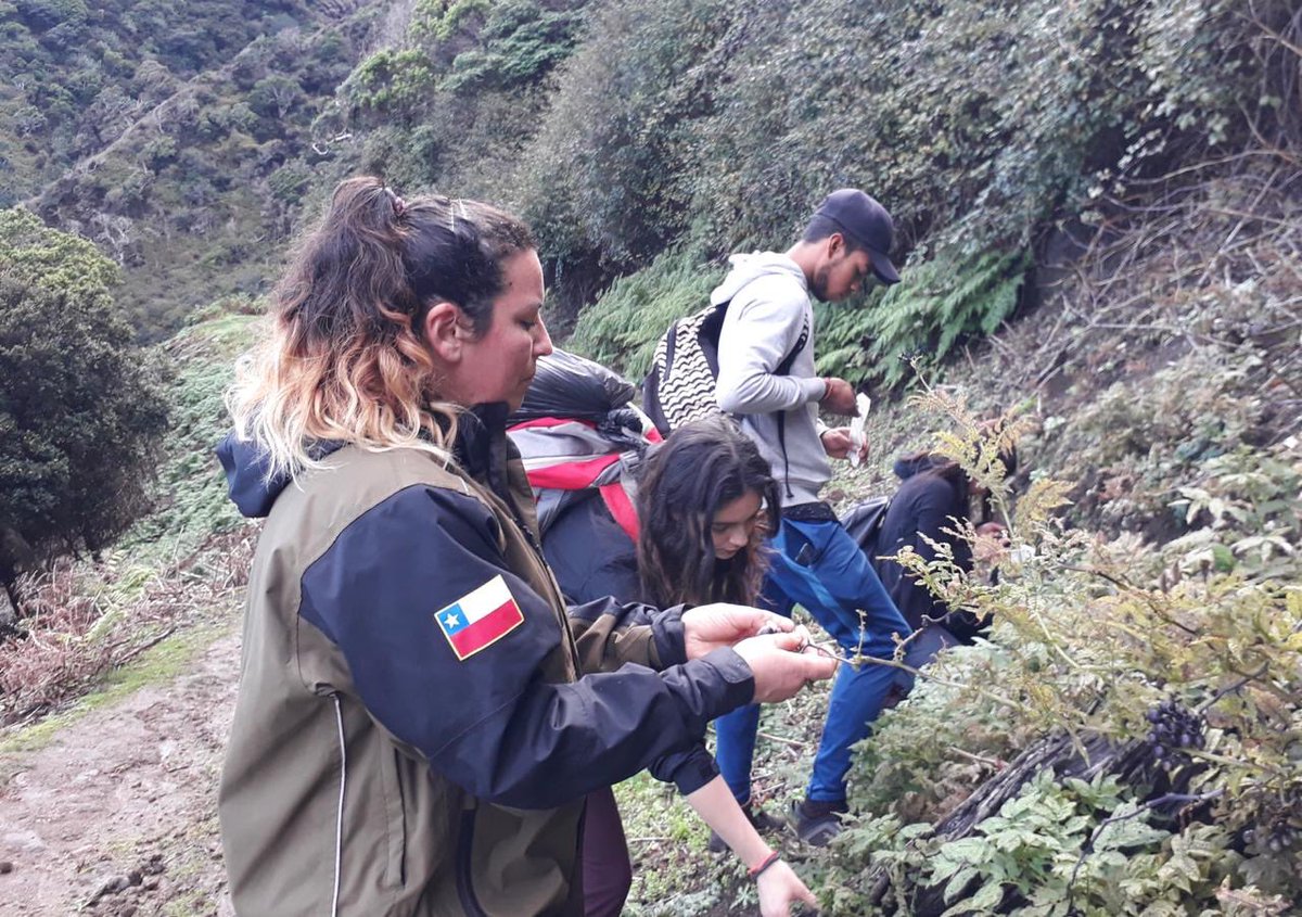 conaf_valpa's tweet photo. Nuestros #Guardaparques trabajan en  el control de especies exóticas invasoras, con @municipiojf, @oikonos e Island Conservation, entre otras entidades. 

También realizan labores de educación ambiental, colecta de semillas, viverización y propagación de 🌱 nativas y endémicas. https://t.co/13iJq3dPwF