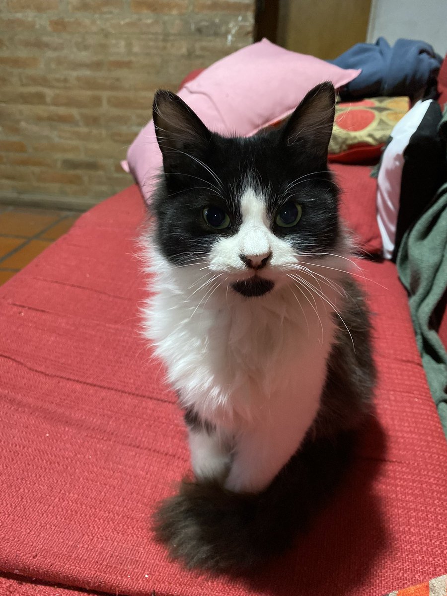 luciovee's tweet photo. como empezó// como va🥰

vino hasta con los bigotes quebrados y ahora cazo su primer paloma, i made a man https://t.co/U5R3DGq4Mc