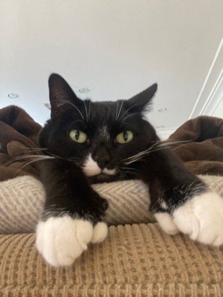 ChemzSemz's tweet photo. @SnowGod635 Not my cat btw https://t.co/vNx5msJbYo