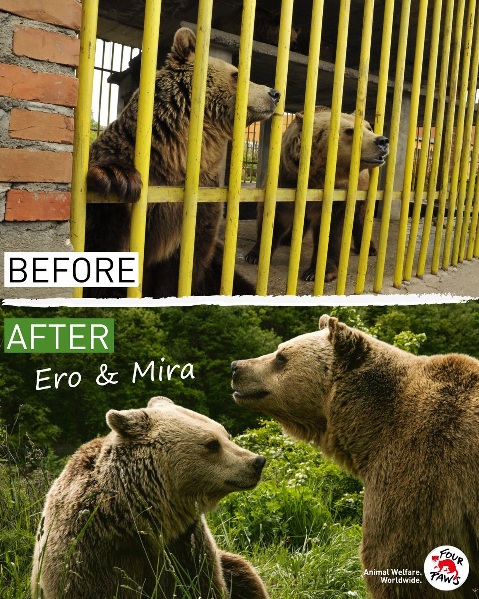 'Restaurant bears' no more for Ero and Mira.
🐻 Born in 1999 in Kosovo
🔒 Caged up as 'restaurant bears' to attract tourists
⛑ Rescued in 2013 together with 3 other bears
🏡 @kosovo_bears
🌟 Calm, good-natured bears. Both are the biggest, chubbiest bears at the sanctuary.