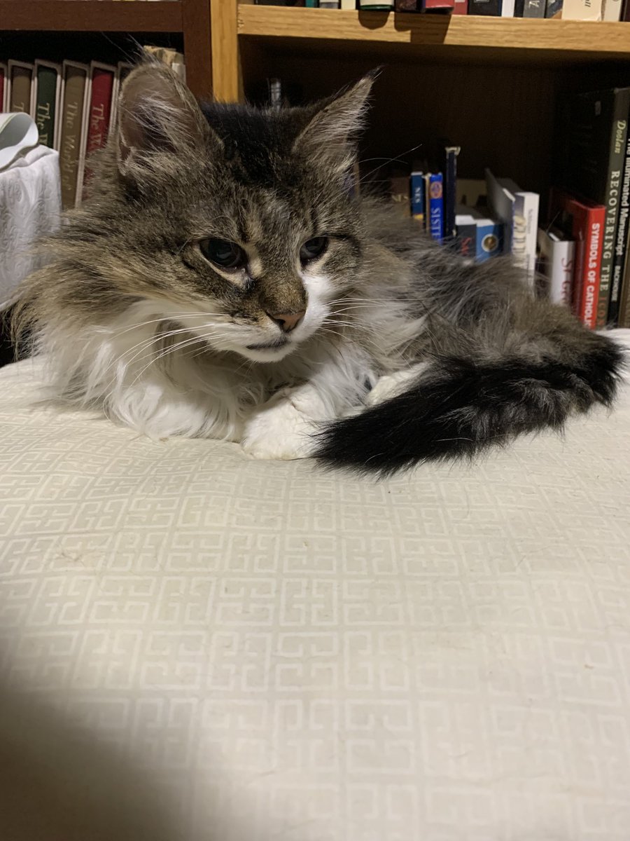 AkabeeBarbie's tweet photo. May I please have URGENT prayers SPECIAl INTENTION for my BESSIE , going to the Vet ( not til tomorrow) something wrong with her eyes ❤️🙏🙏🙏🙏🙏🙏❤️
Thankmews so much my furiends 
#urgentprayers 
#specialintentionprayers 
#lovemybessie https://t.co/nJWuH4c48N